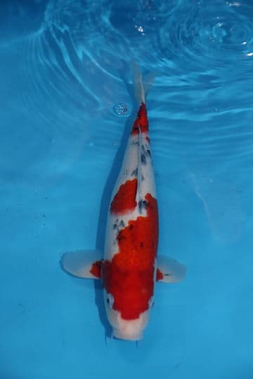 Sanke-Koi For Sale 13" 9488