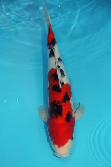 Sanke-Koi For Sale 13" 9590