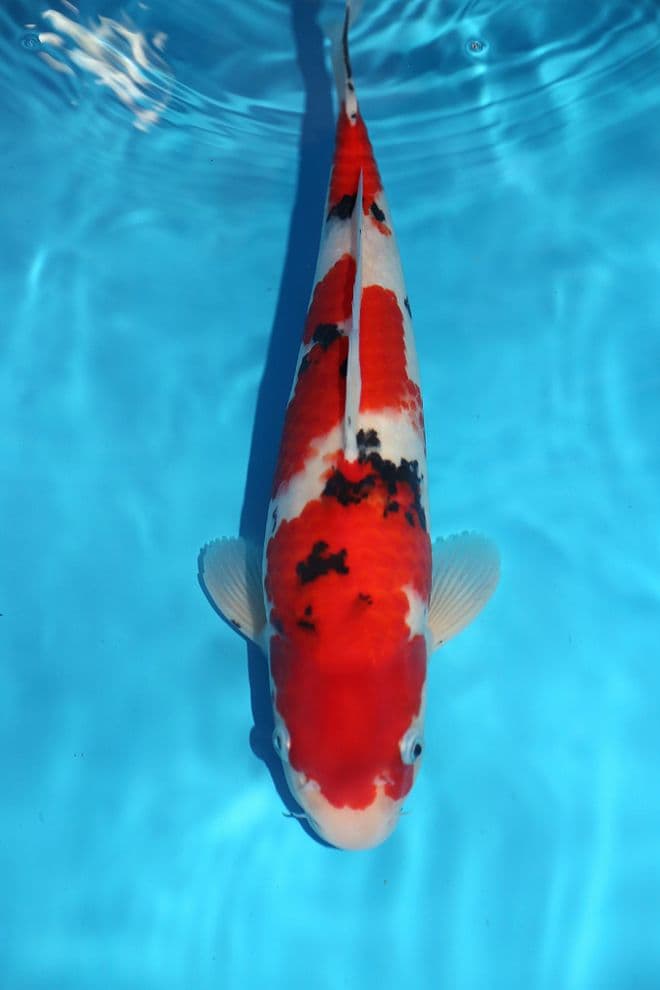 Sanke-Koi For Sale 14