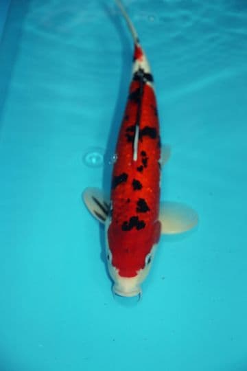 Sanke-Koi For Sale 14" 9436