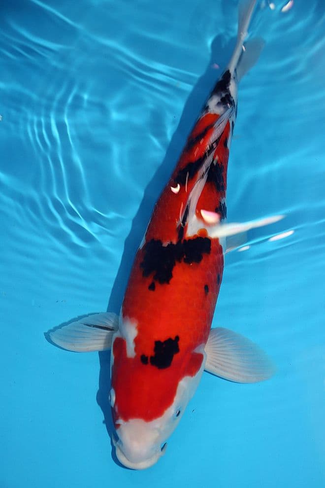 Sanke-Koi For Sale 15