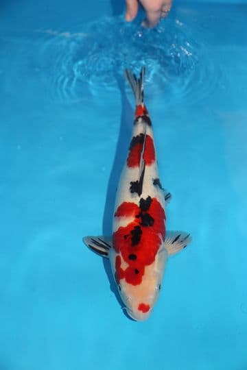 Sanke-Koi For Sale 15" 9697