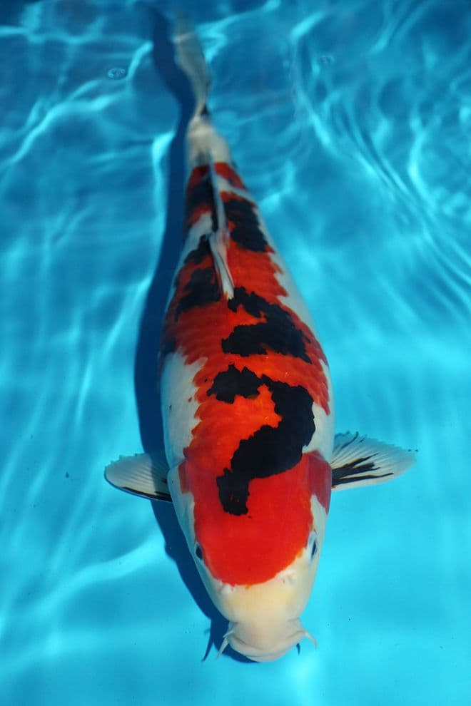Sanke-Koi For Sale 18.5