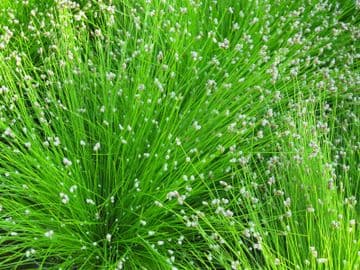 Scirpus cernuus 2ltr Basket