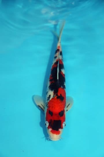 Showa-Koi For Sale 11" 9565