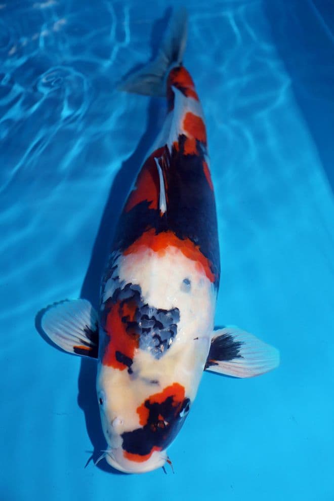 Showa-Koi For Sale 22