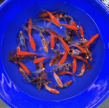 Shubunkin & Sarasa Goldfish Mix 5"