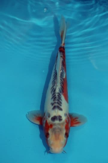 Shusui-Koi For Sale 11" 9537
