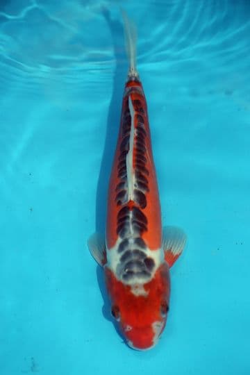 Shusui-Koi For Sale 12" 9522