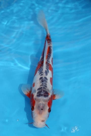 Shusui-Koi For Sale 12" 9552