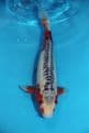 Shusui-Koi For Sale 12