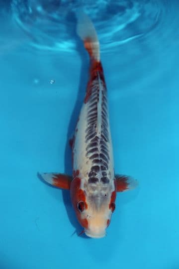 Shusui-Koi For Sale 12" 9563