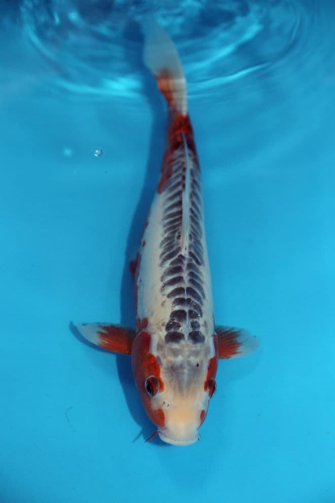 Shusui-Koi For Sale 12