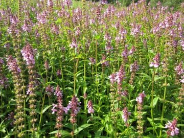 Stachys palustris 3 x 9cm Basket