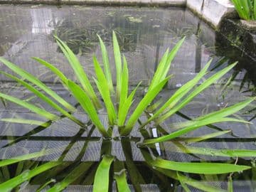Stratiotes aloides Pack of 5
