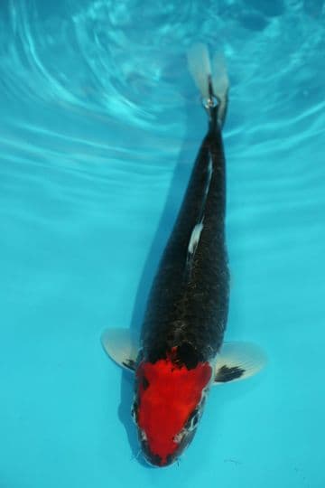 Tancho Goshiki-Koi For Sale 11" 9596