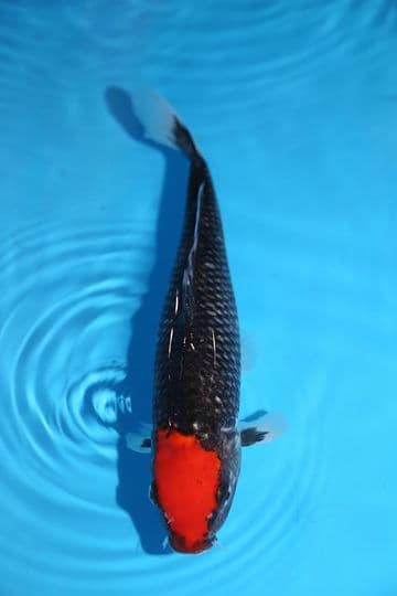 Tancho Goshiki-Koi For Sale 12" 8780