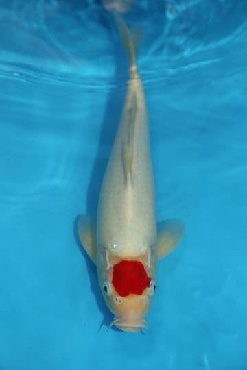Tancho Kohaku-Koi For Sale 12" 9546