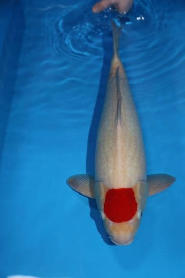 Tancho Kohaku-Koi For Sale 20" 9619