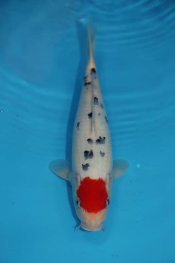 Tancho Sanke-Koi For Sale 12" 9518
