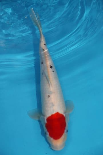 Tancho Sanke-Koi For Sale 12" 9562