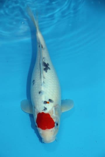 Tancho Sanke-Koi For Sale 13" 9574
