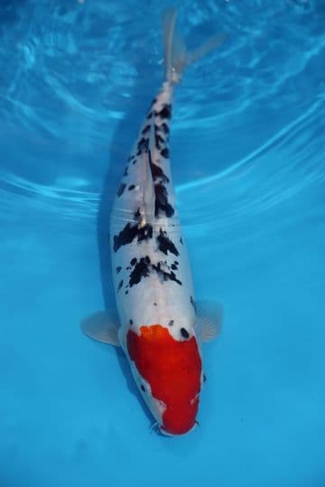 Tancho Sanke-Koi For Sale 13" 9595