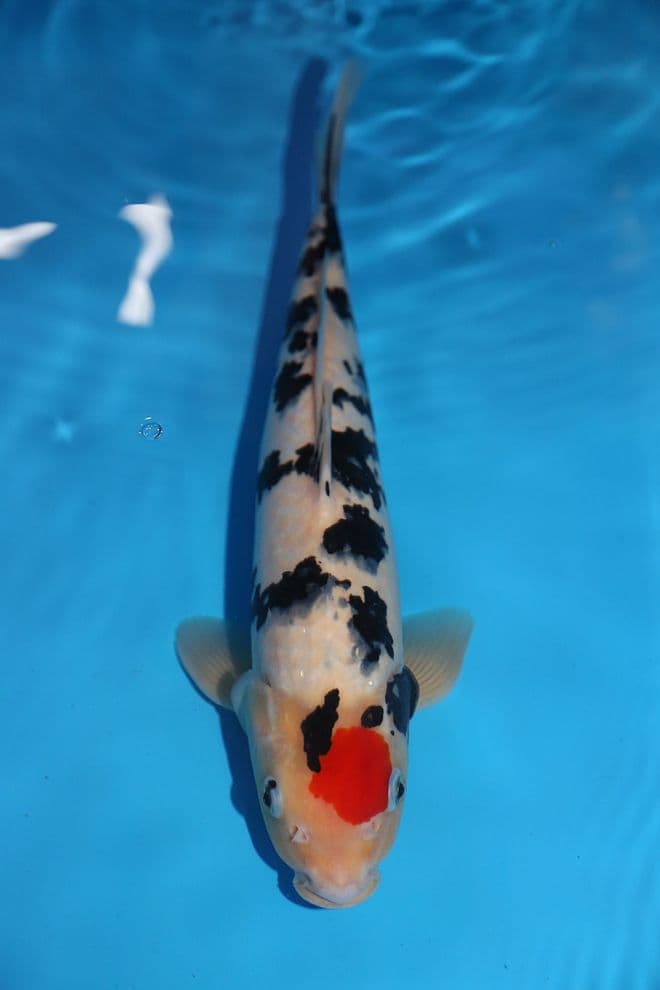 Tancho Sanke-Koi For Sale 14