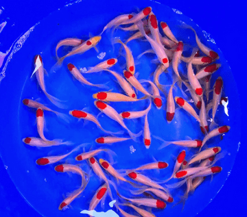 Tancho Sarasa Goldfish Mix 4"