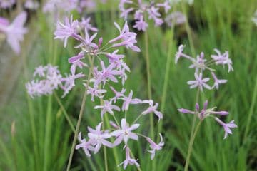 Tulbaghia violacea 3 x 9cm Basket