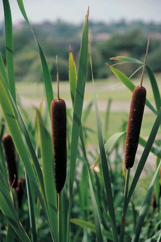 Typha angustifolia 5ltr Basket