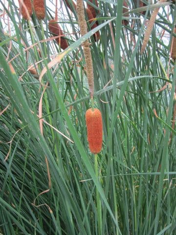 Typha gracilis 3 x 9cm Basket