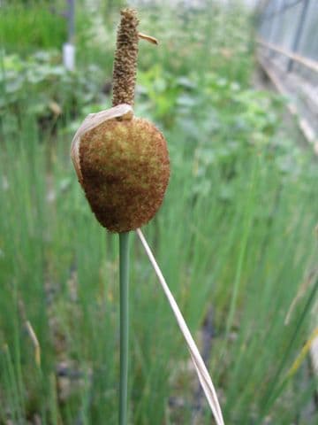 Typha minima 3ltr Basket