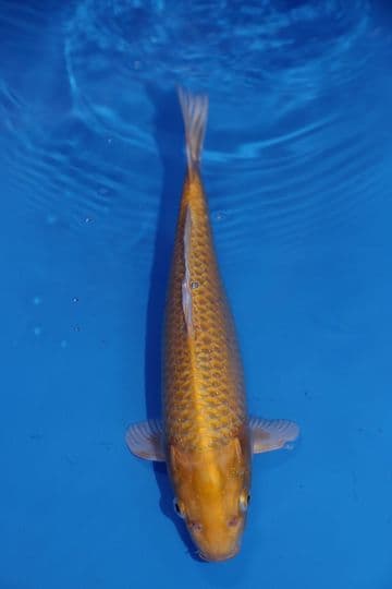 Yamabuki Ogon-Koi For Sale 11" 9495