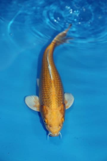 Yamabuki Ogon-Koi For Sale 12" 9471
