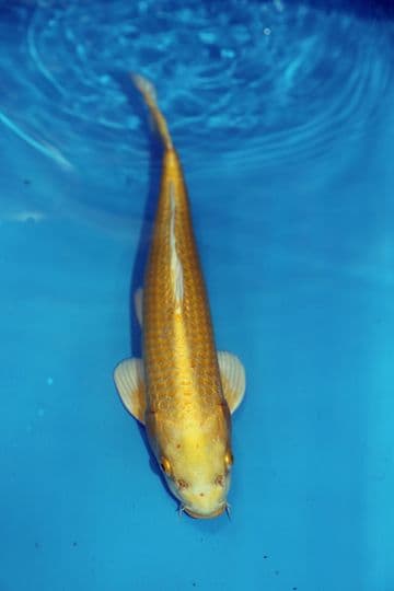 Yamabuki Ogon-Koi For Sale 13" 9468