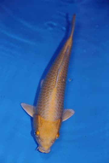 Yamabuki Ogon-Koi For Sale 15" 9693