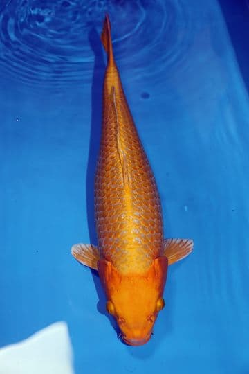 Yamabuki Ogon-Koi For Sale 21" 9675