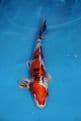Yamatonishiki-Koi For Sale 12