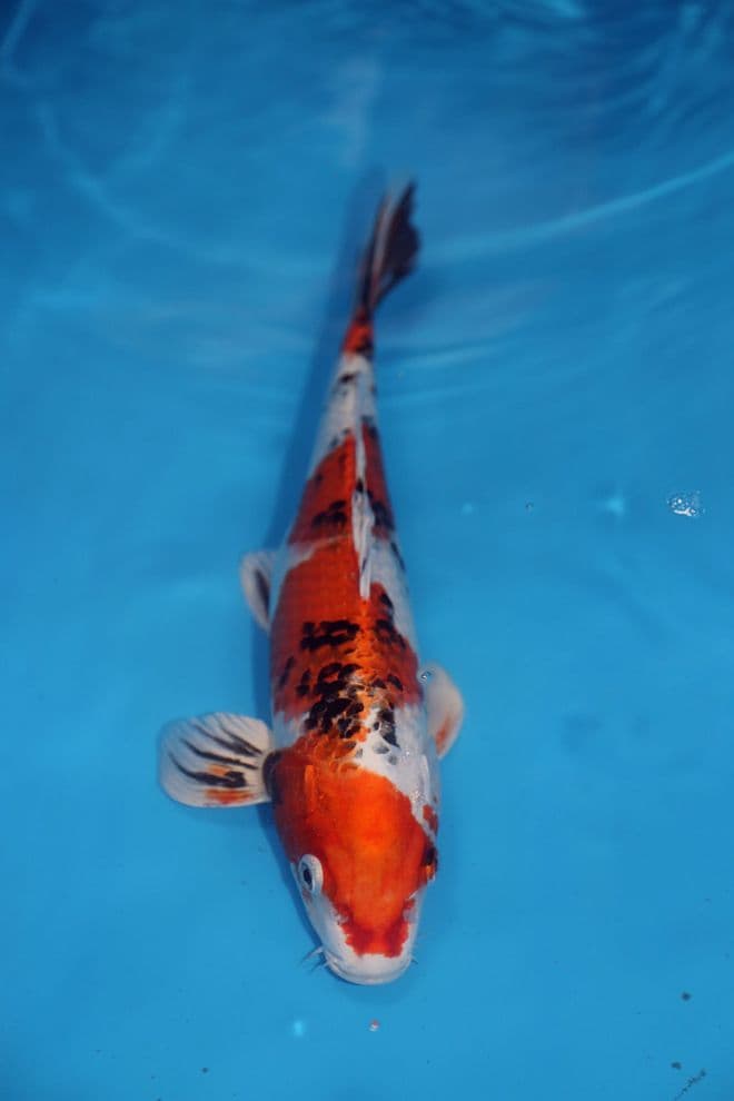 Yamatonishiki-Koi For Sale 12