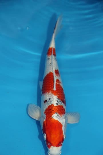 Yamatonishiki-Koi For Sale 13" 9575