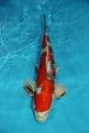 Yamatonishiki-Koi For Sale 16