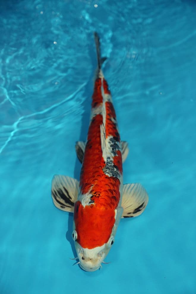 Yamatonishiki-Koi For Sale 16