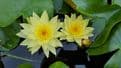Yellow Water Lily -Joey Tomocik (Nymphaea Joey Tomocik)