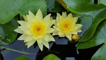 Yellow Water Lily -Joey Tomocik (Nymphaea Joey Tomocik)