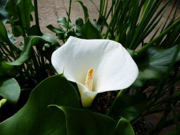 Zantedeschia aethiopica 'Crowborough' 3ltr Basket