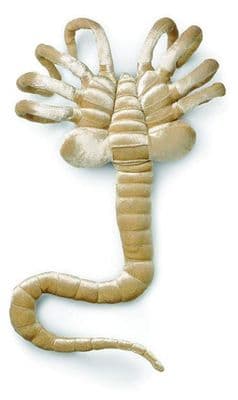 ALIEN PLUSH LIFESIZE FACEHUGGER FROM THINKGEEK