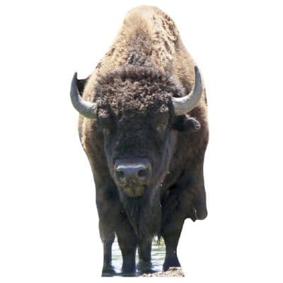 ANIMALS BISON CARDBOARD CUT OUT