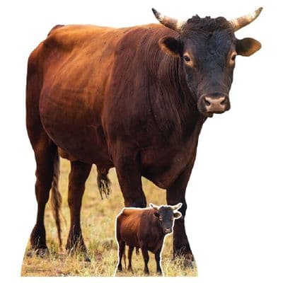 ANIMALS YOUNG BULL CARDBOARD CUT OUT