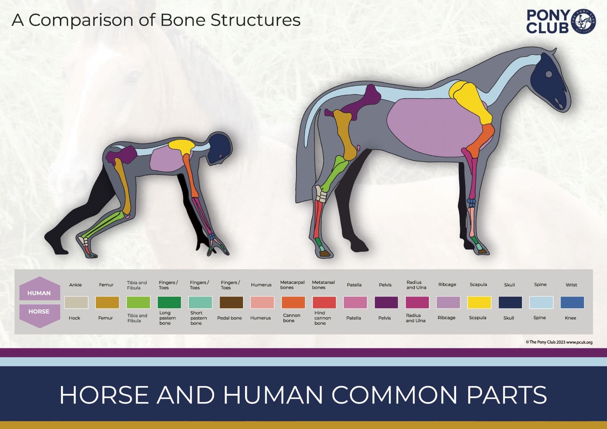 New Pony Club Posters Pack of 4